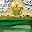 Gold Tone Green