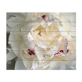 Trademark Fine Art Kurt Shaffer 'Perfect Peony' Wood Slat Art - Size: 16X13