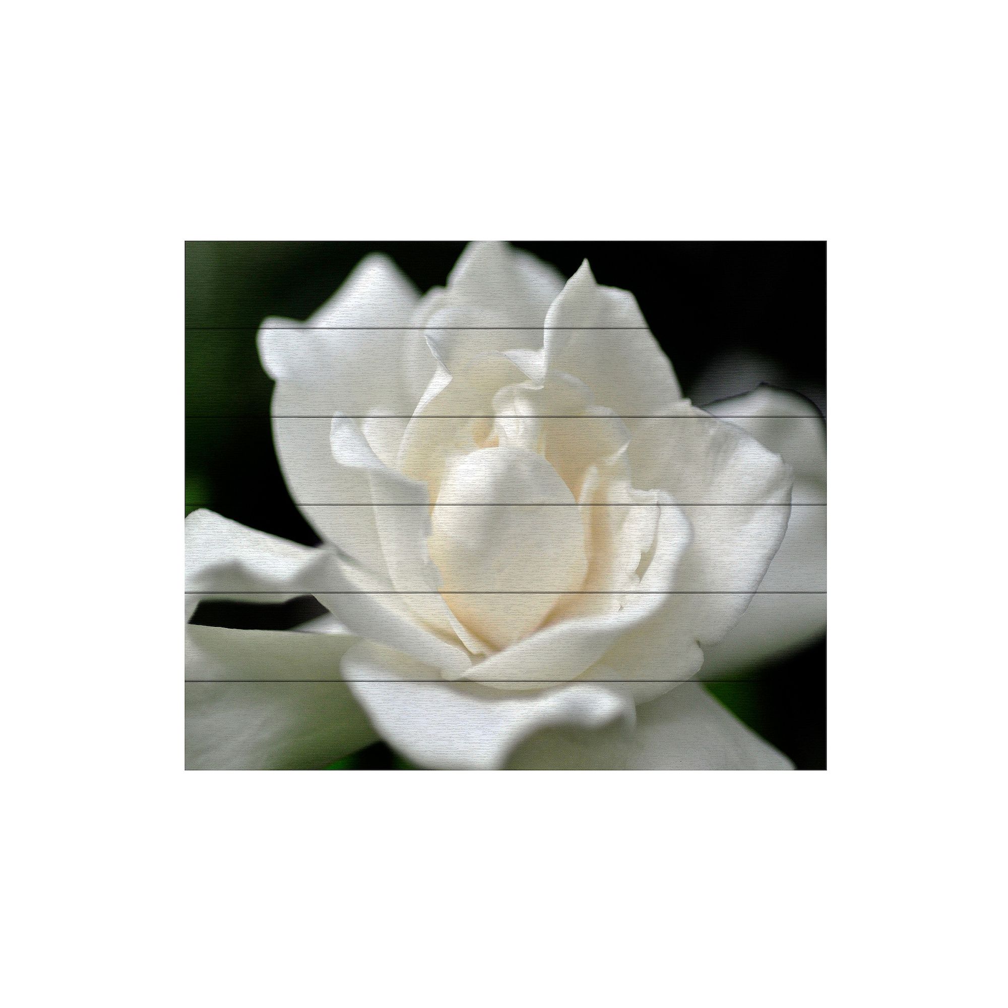 Trademark Fine Art Kurt Shaffer Lovely Gardenia Wood Slat Art - Size: 22X