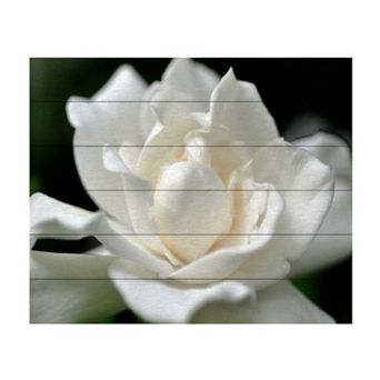 Trademark Fine Art Kurt Shaffer 'Lovely Gardenia' Wood Slat Art - Size: 22X18