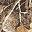 Realtree Edge