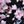 Black Pink Multi