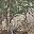 Realtree Edge