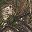 Realtree Xtra