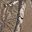 Realtree Xtra
