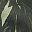 Dark Loden