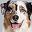 Australian Shephard