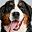 Bernese Mountain Dog