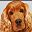 Cocker Spaniel