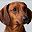 Dachshund
