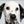 Dalmatian