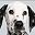 Dalmatian