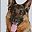 German Shephard