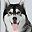 Husky