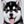 Hysky Puppy