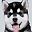 Hysky Puppy