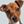 Jack Russell Terrier