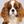 King Charles Spaniel