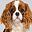 King Charles Spaniel
