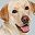 Labrador