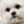 Maltese
