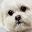 Maltese