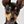 Mini Pinscher
