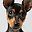 Mini Pinscher