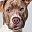 Pit Bull