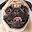 Pug