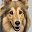 Sheltie