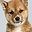 Shiba Inu