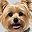 Yorkie