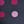 Dark Blue Fuchsia