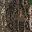 Realtree Edge