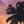 Sundown Palm