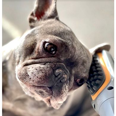 Paw Wave Buzz - Vibration Brush Massager