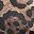 Leopard Faux Leather