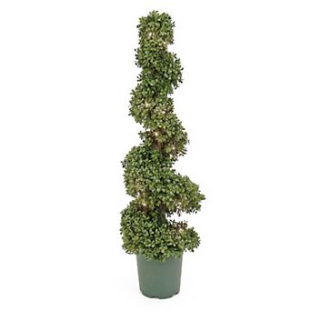 National Tree Company 44 in Faux Boxwood Spiral Pre-Lit Topiary