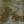 Loden