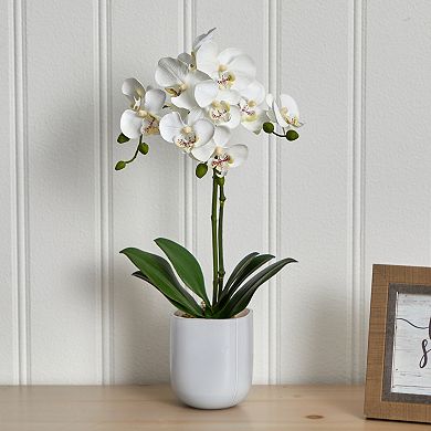 nearly natural Phalaenopsis in Frosted Glass