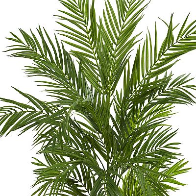 overwatered palm plant Kentia Palm, Howea Forsteriana, Exotic and Rare main image 0