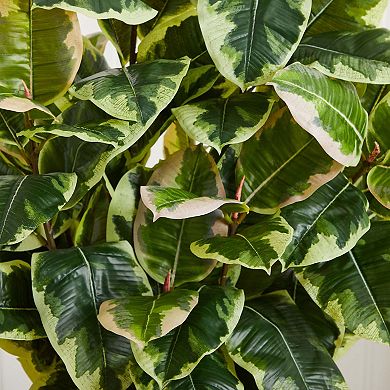 nearly natural Variegated Rubber Leaf Artificial Plant in White Tower Vase