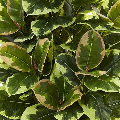 nearly natural Variegated Rubber Leaf Artificial Plant in White Tower Vase