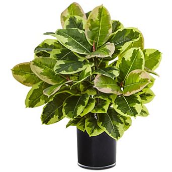 nearly natural Real Touch Artificial Rubber Plant in Glossy Cylinder