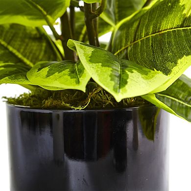 nearly natural Real Touch Artificial Rubber Plant in Glossy Cylinder