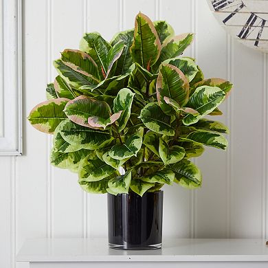 nearly natural Real Touch Artificial Rubber Plant in Glossy Cylinder
