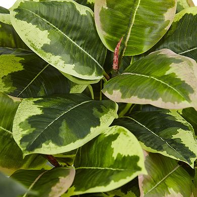 nearly natural Real Touch Artificial Rubber Plant in Glossy Cylinder