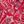 Red Swirl Paisley