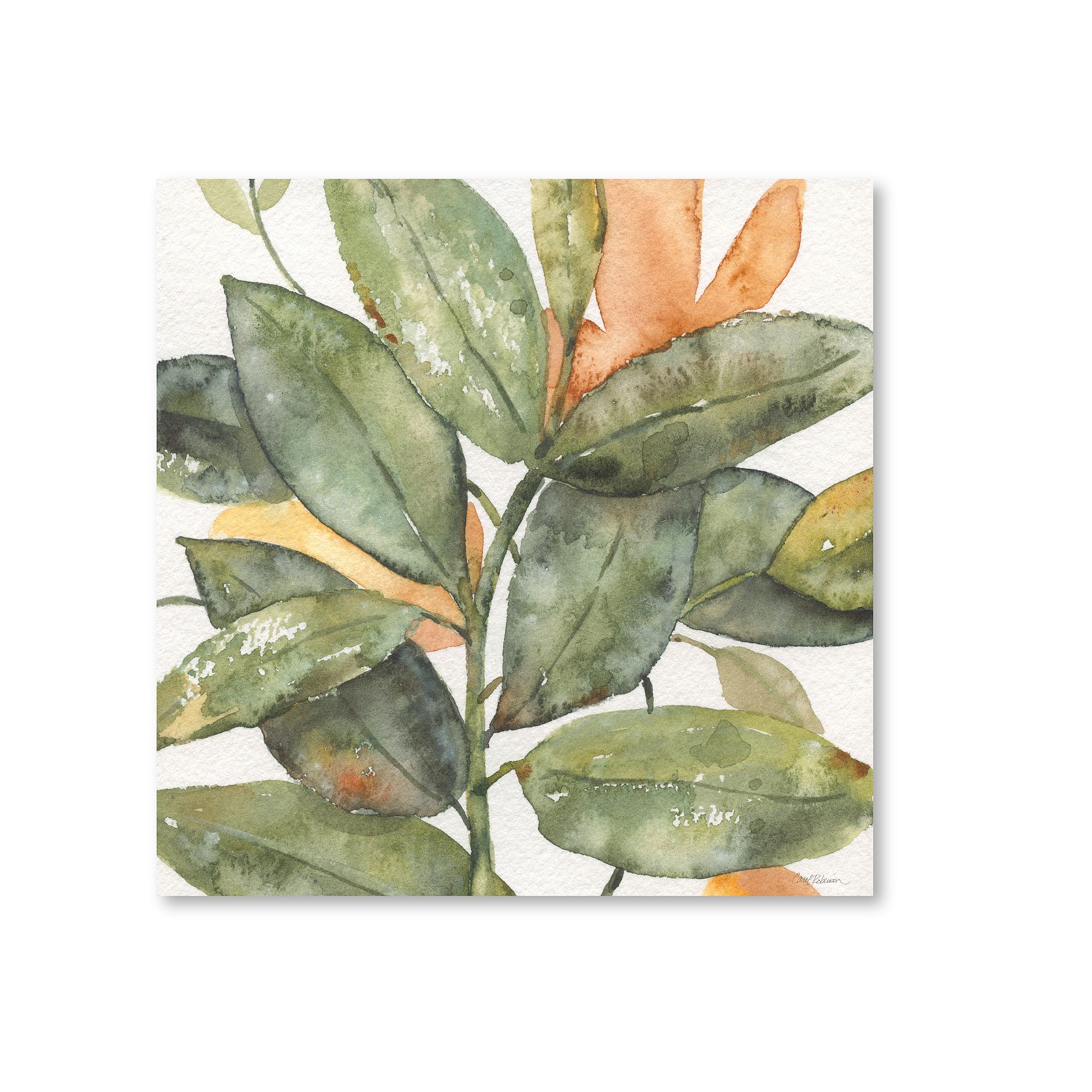 WEB-AG352-16X16 Courtside Market Plant Life I Canvas Wall Art, Mul sku WEB-AG352-16X16